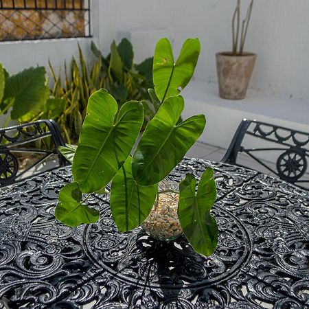 Hotel Boutique Casa Xaan Valladolid  Luaran gambar